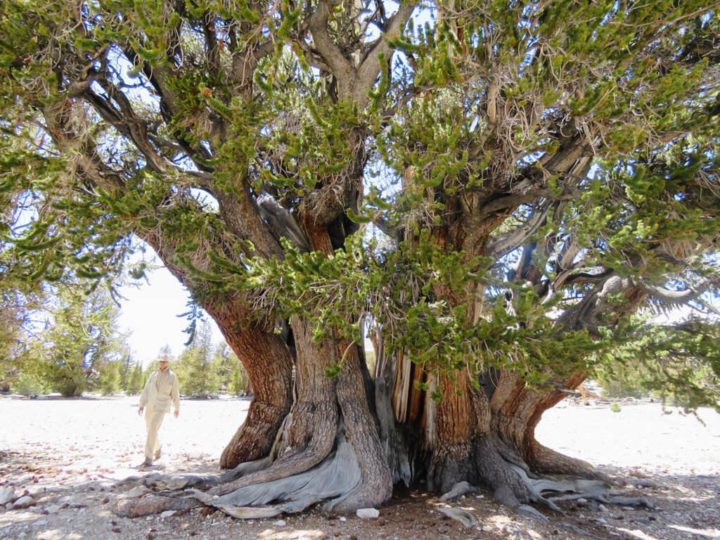 The Patriarch, the largest of the oldest living being on the planet, the Ancient Bristlecone pine trees.