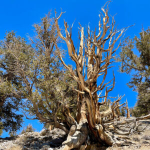 Ancient bristlecone pine in the White Mountains above Big Pine in the Eastern Sierra.