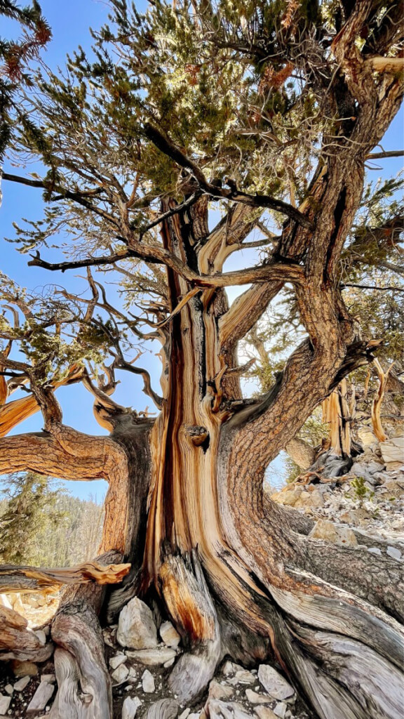 Exposed wood on a healthy, old Ancient Bristlecone pine tree.