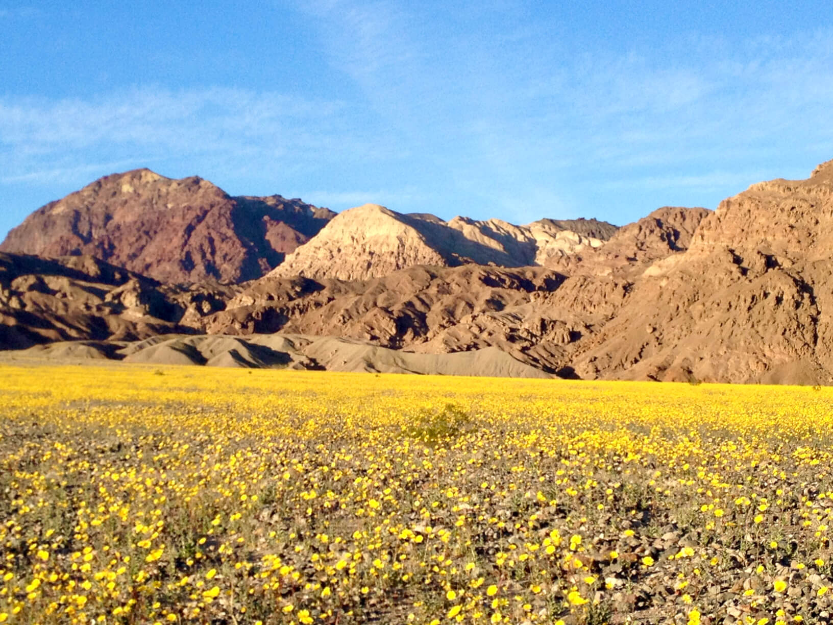 Superbloom of yellow wildflowers in Death Valley National Park