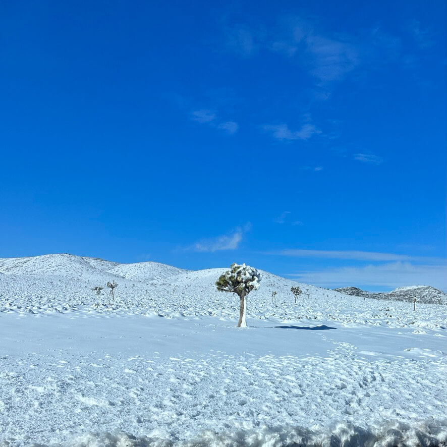 Snow blankets the higher elevations, and the Joshua trees, in Death Valley