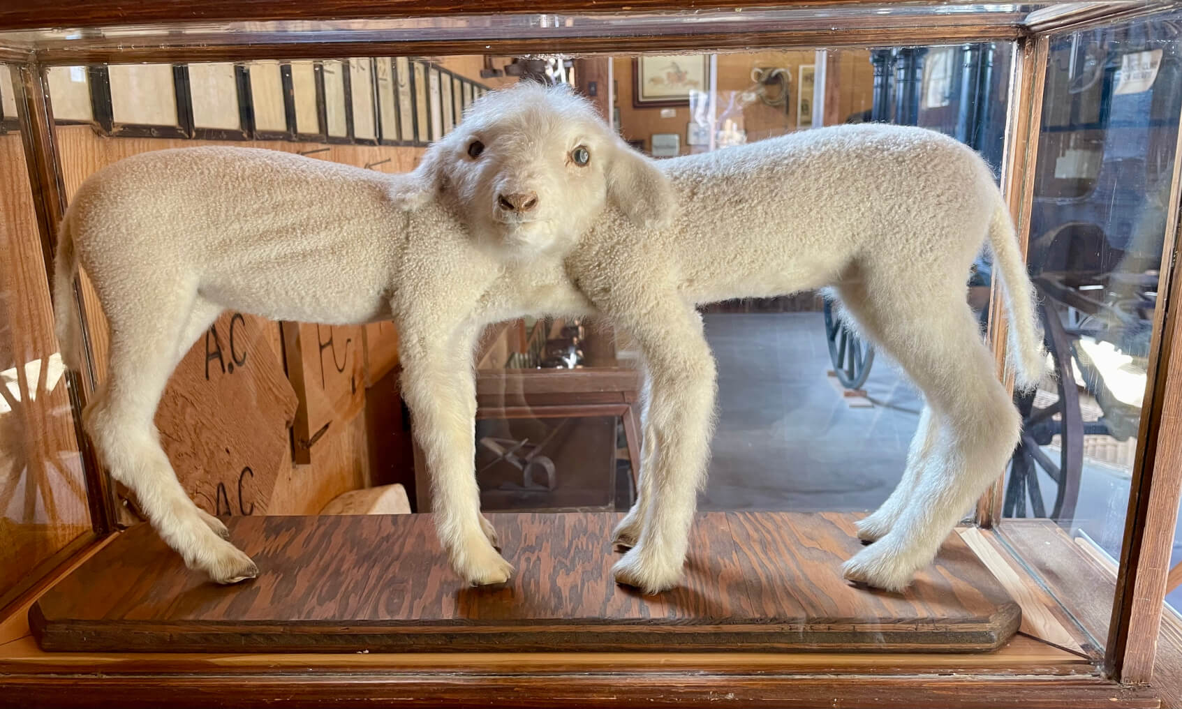 Two Headed Lamb on display at Laws Railroad Museum and Historical Site