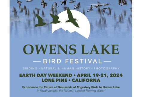 Owens Lake Bird Festival 2025 poster